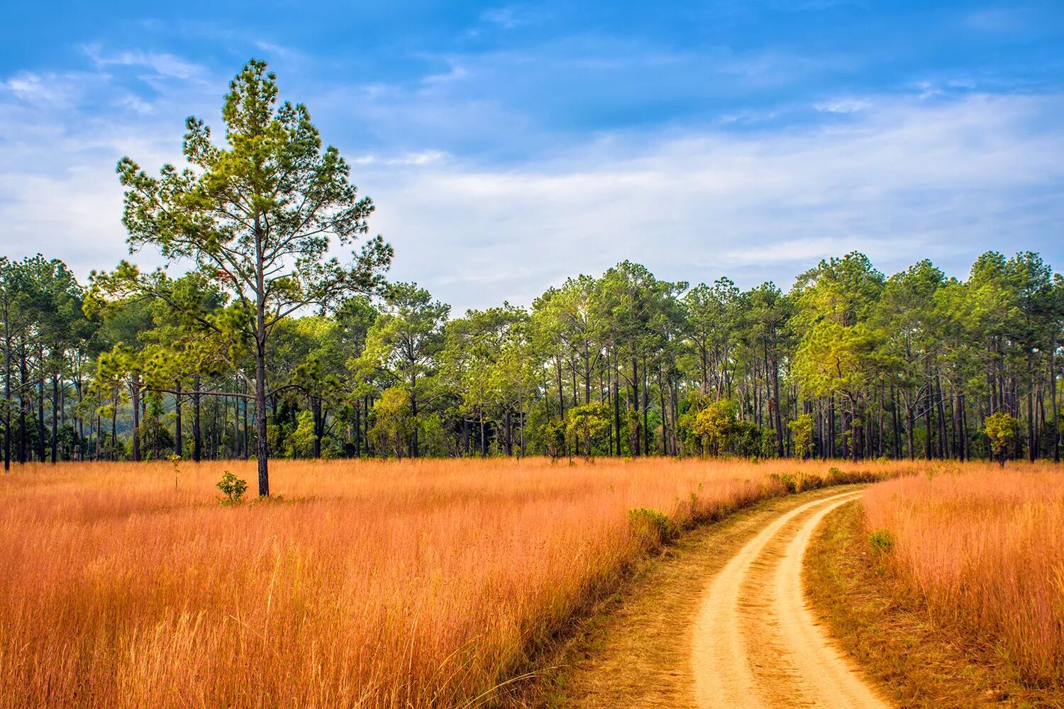 Phitsanulok Golden Fields, Thailand